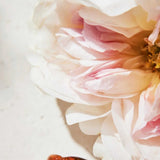 Close-up of a blooming peony flower, highlighting a key floral note in Chloé Eau de Parfum – 75ml, a signature women's fragrance.