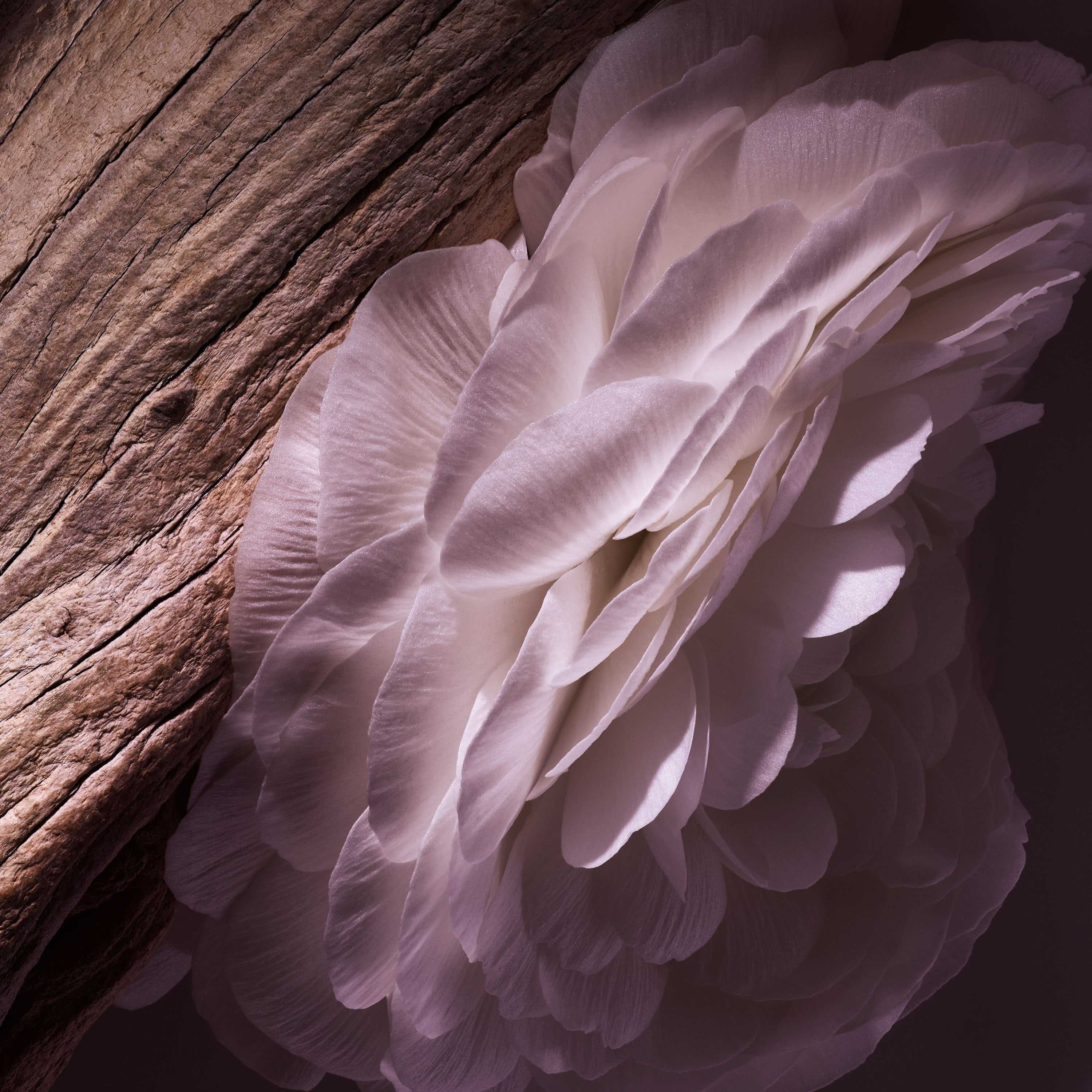 Purple Oud by Dior – Exotic Oud Eau de Parfum (Luxury Unisex Fragrance) - Savvy Steals